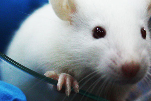 Laboratory Animal Research Center